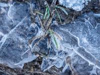 Gras und Stein eingeschlossen in strukturiertem Eis